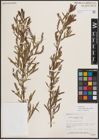 Foto von Salix exigua subsp. interior (Rowlee) Cronquist